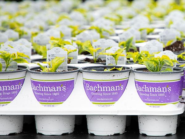 Greenhouse Production
